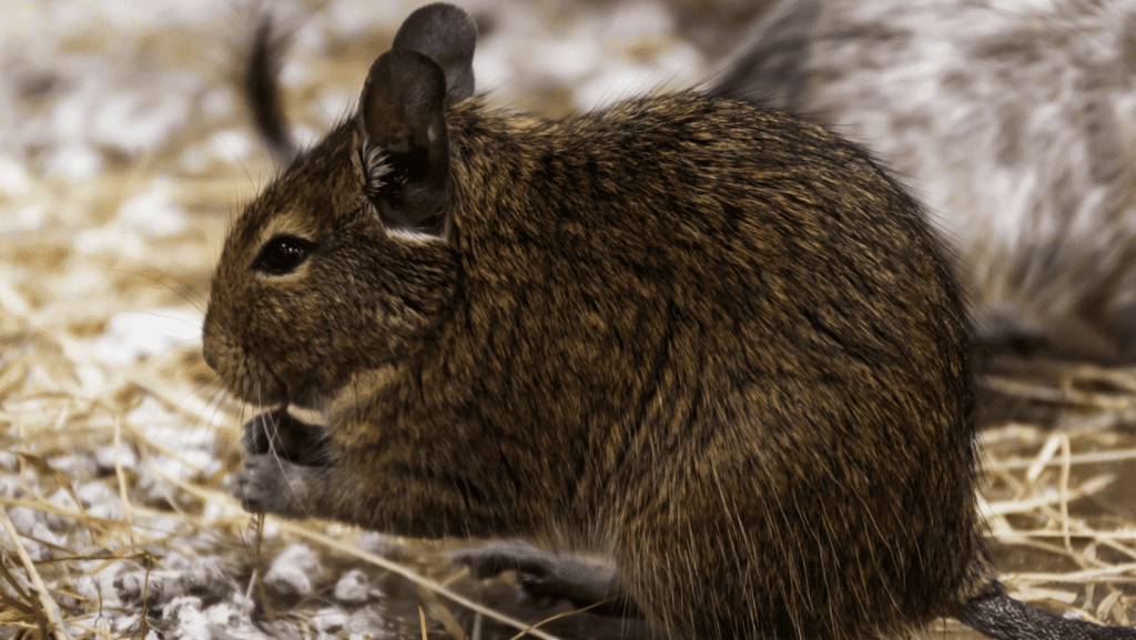 rodent control, winter pest