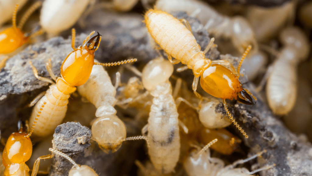 termite control, winter pest
