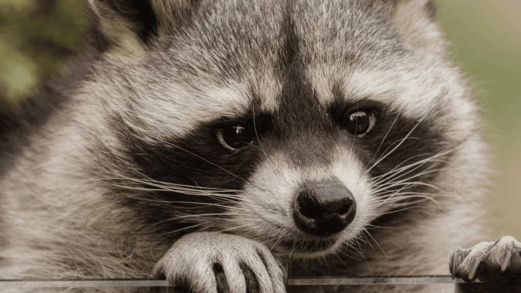 raccoon control, winter pest