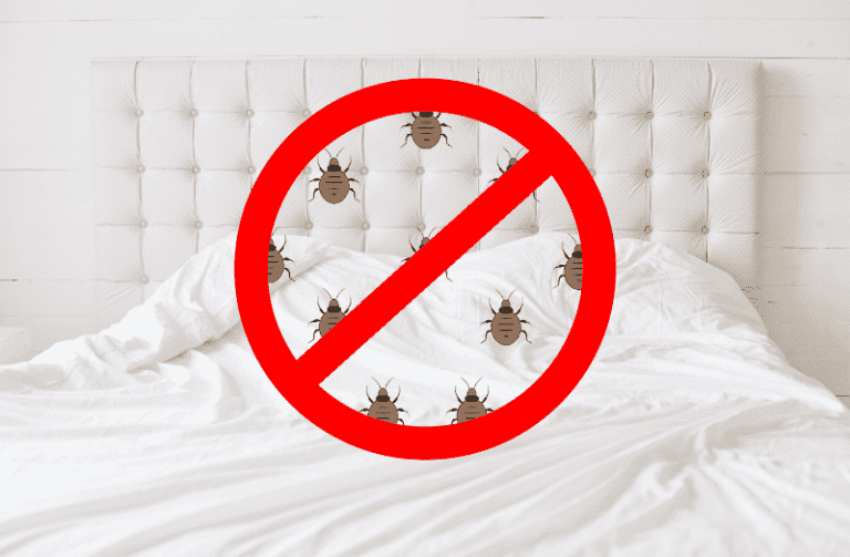 bed bugs in hotel room, bed bug free holiday, tips