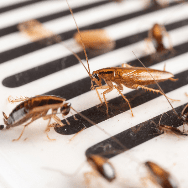 cockroaches, seasonal pests