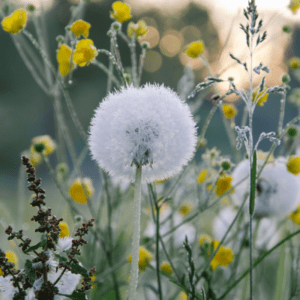 dandelions spring weeds
