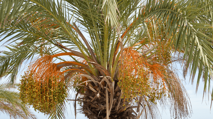 commercial tree choices, Palm Tree