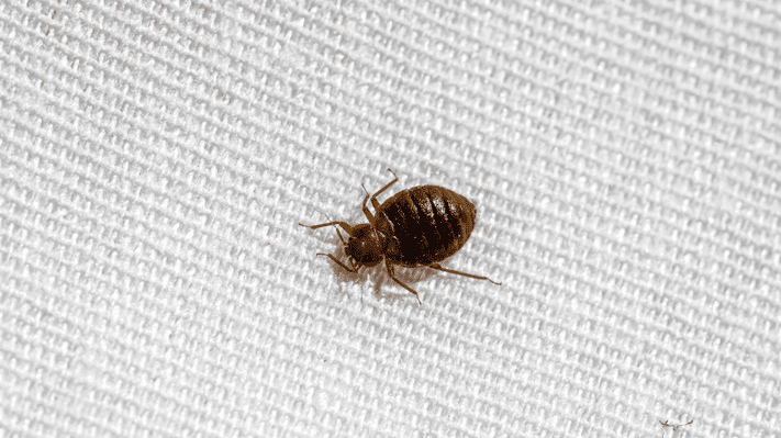 Bed bugs on carry on items