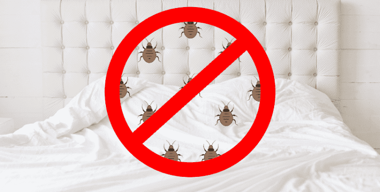 bed bugs in hotel room, bed bug free holiday, tips
